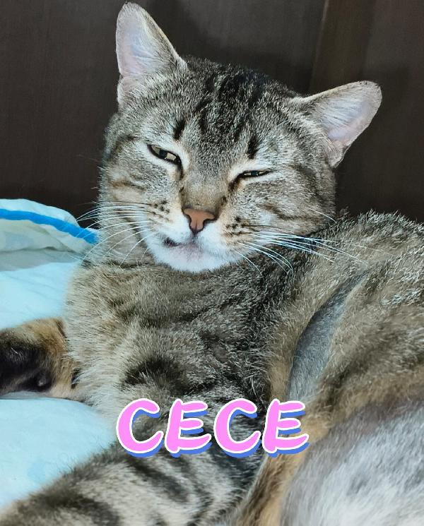 Cece Foto 4